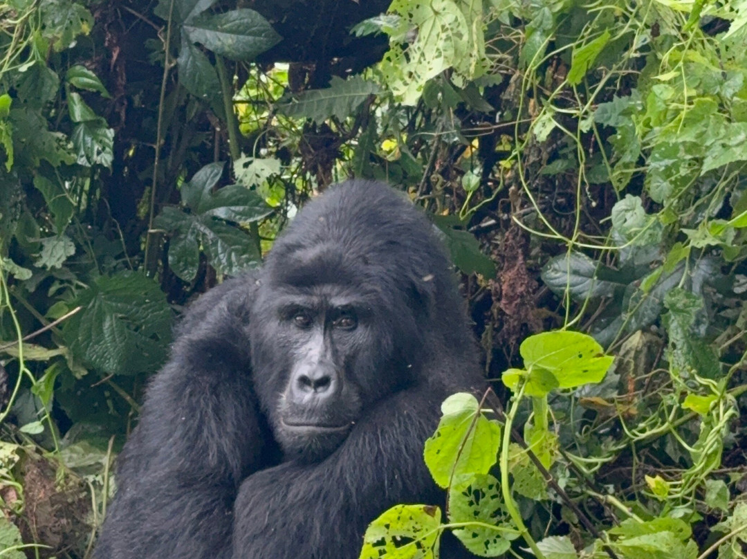 BUGOLI ADVENTURES LIMITED-卡巴莱必去景点