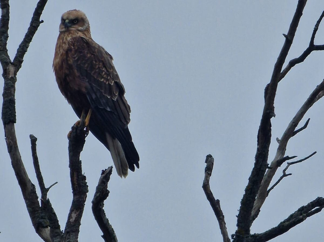 Martham Ferry Day Boat Hire-Martham必去景点