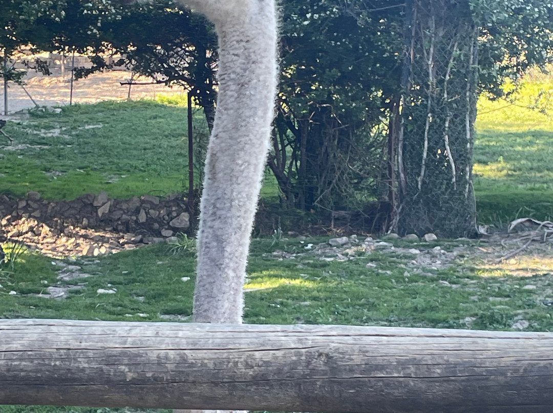 La Pequena Africa Animal Reserve-加的斯市必去景点