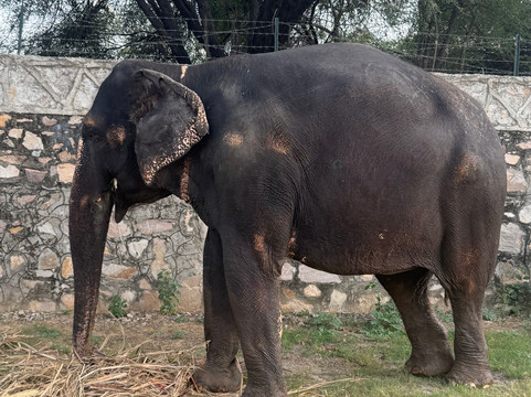 Elefanjoy Elephant Sanctuary-斋蒲尔必去景点