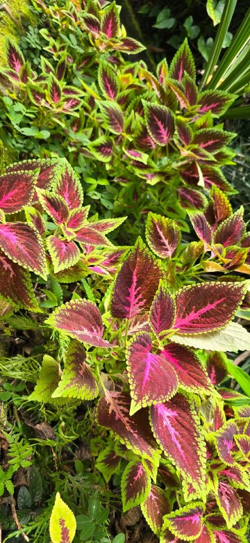 皇家皮塔玛哈酒店-官方