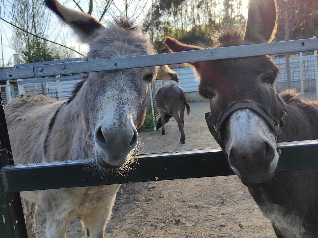 Quinta Pedagógica Quinta das Manas-吉马良斯必去景点