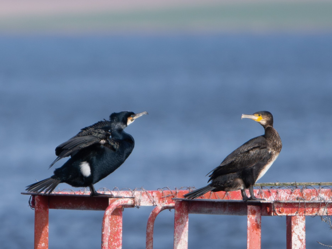 Dolphin Spirit Inverness-因弗内斯必去景点