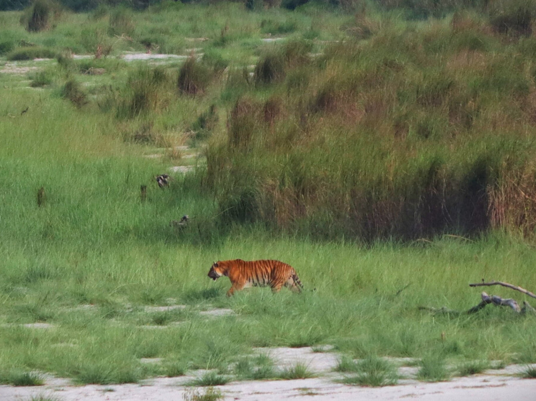 The Chitwan Tiger Guide Service And Mini Library-苏拉哈必去景点
