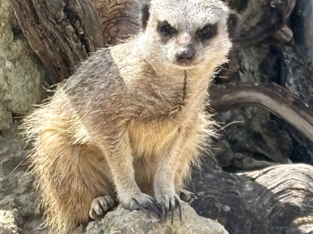 科茨沃尔德野生动物公园和花园-伯福德必去景点