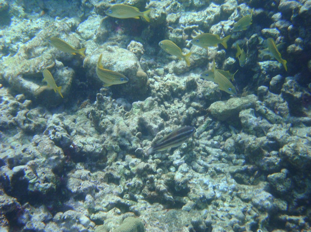 Froggy's Reef Tours and Snorkeling Carriacou-Carriacou Island必去景点