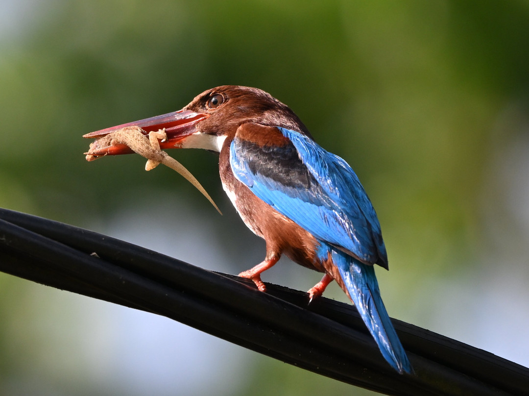 杰特威萨曼别墅奢华度假村（成人专属）主图