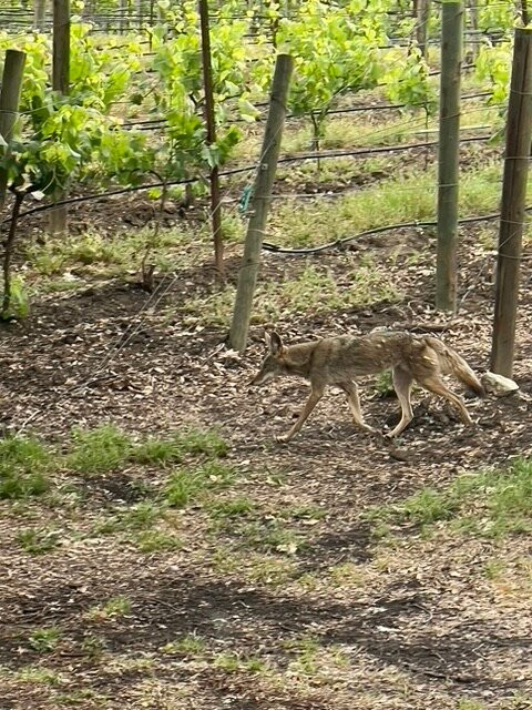 Napa Valley Tours - Why Spit-纳帕必去景点