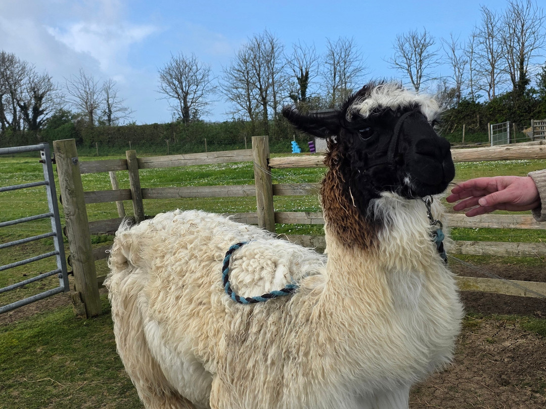 West Wight Alpacas-Wellow必去景点