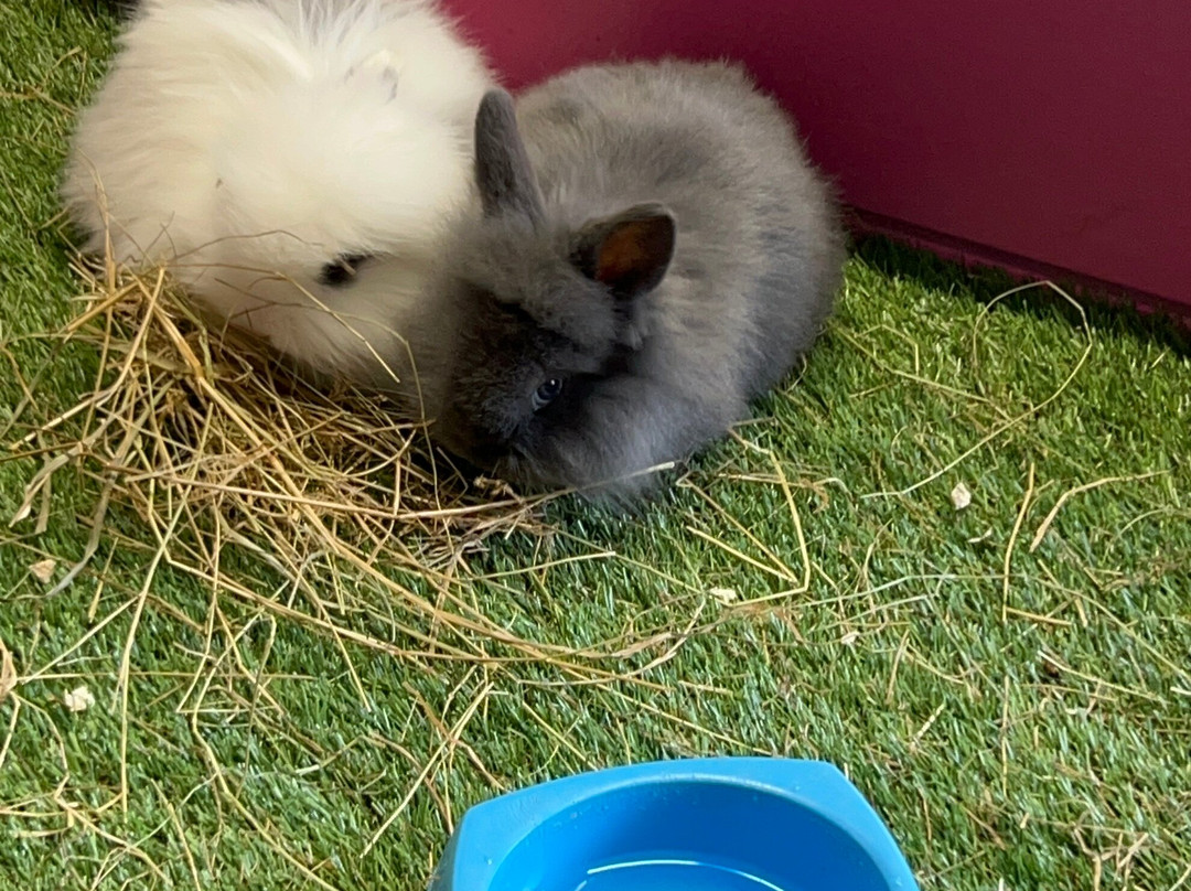 Manorafon Farm Park-Abergele必去景点