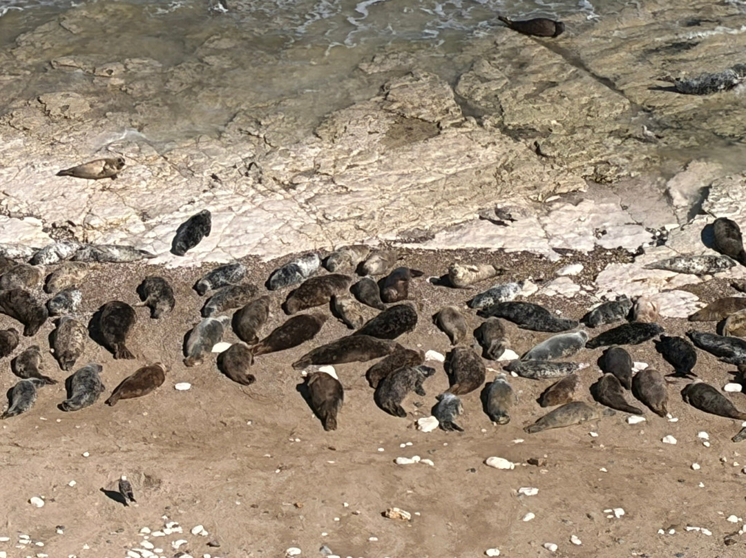 FLamborough Outer Headland-Flamborough必去景点