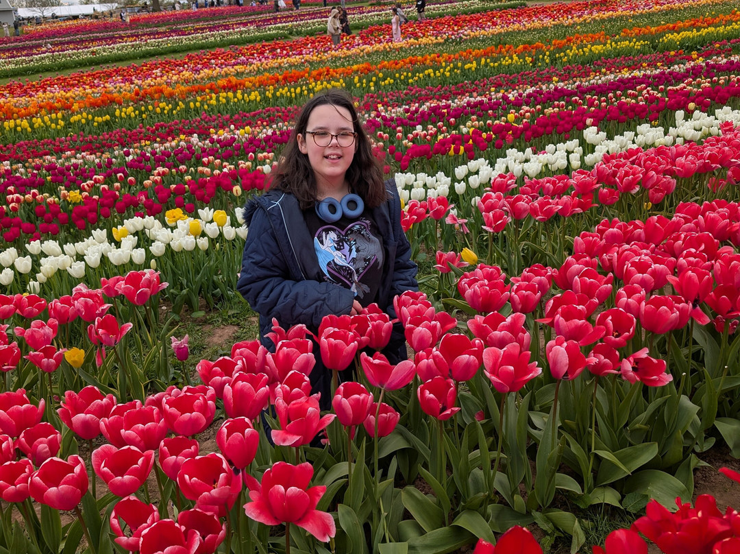 Tulleys Tulip Garden - Warwickshire-沃里克必去景点
