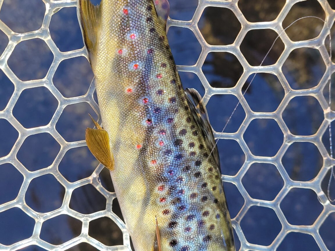 Sedona Fly Fishing Adventures-塞多纳必去景点