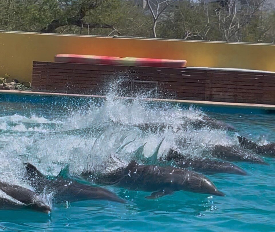Vallarta Adventures Dolphin Center-新瓦雅塔必去景点