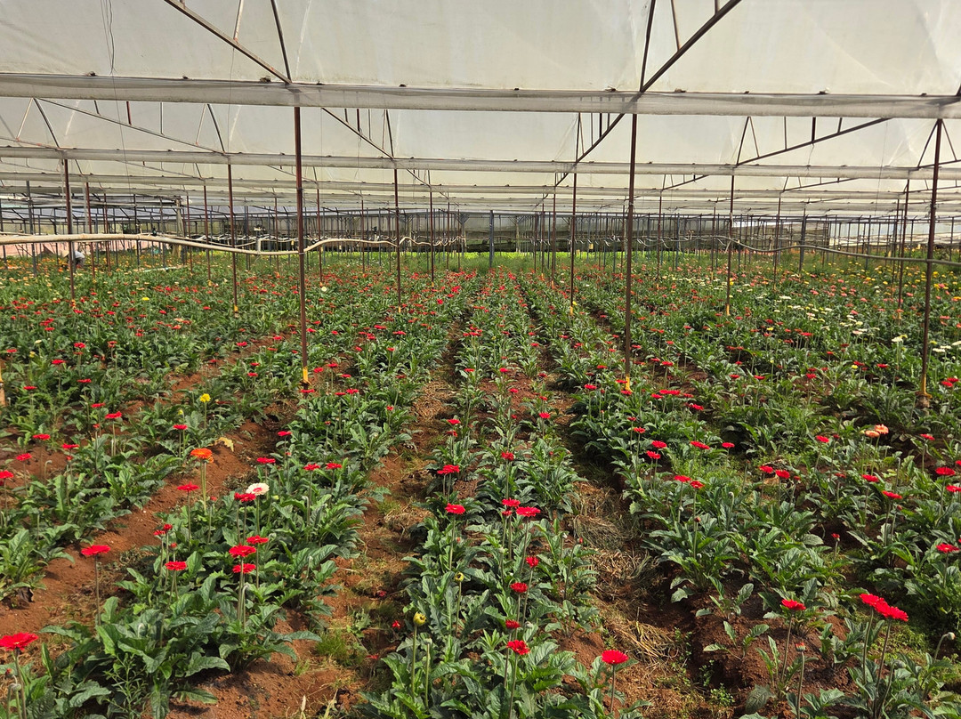 Mr. Peace's Tour Dalat-大勒必去景点