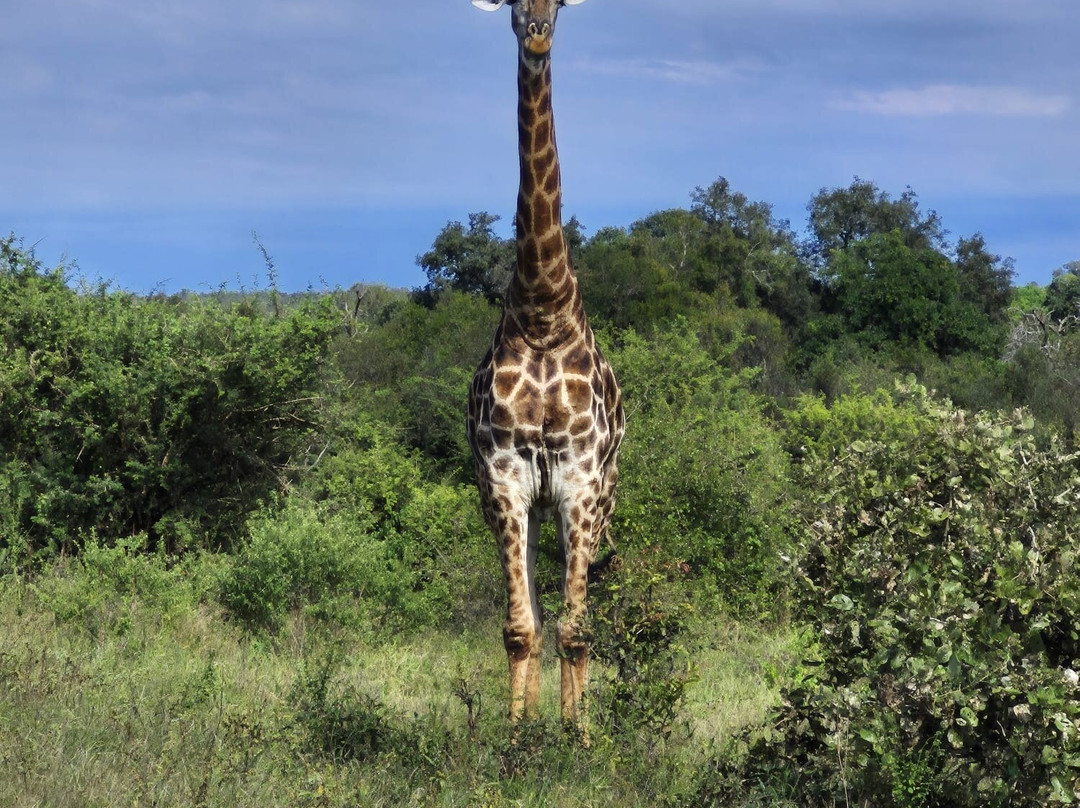 Southern Kruger Safaris-玛洛斯帕克必去景点