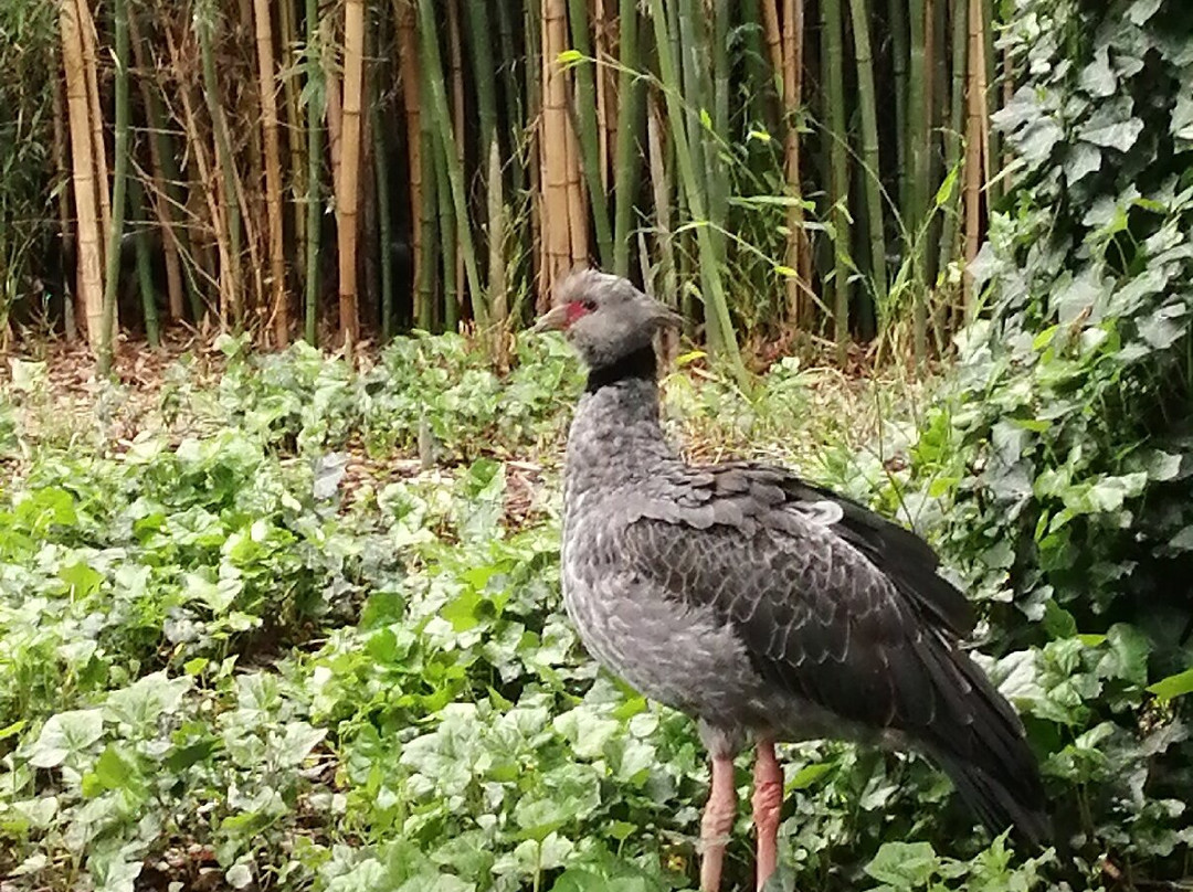 Parc Des Oiseaux-Villars-les-Dombes必去景点