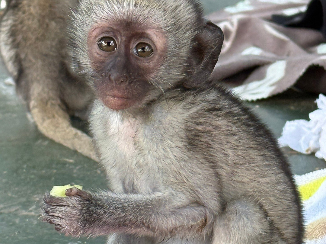 Vervet Monkey Foundation-参宁必去景点