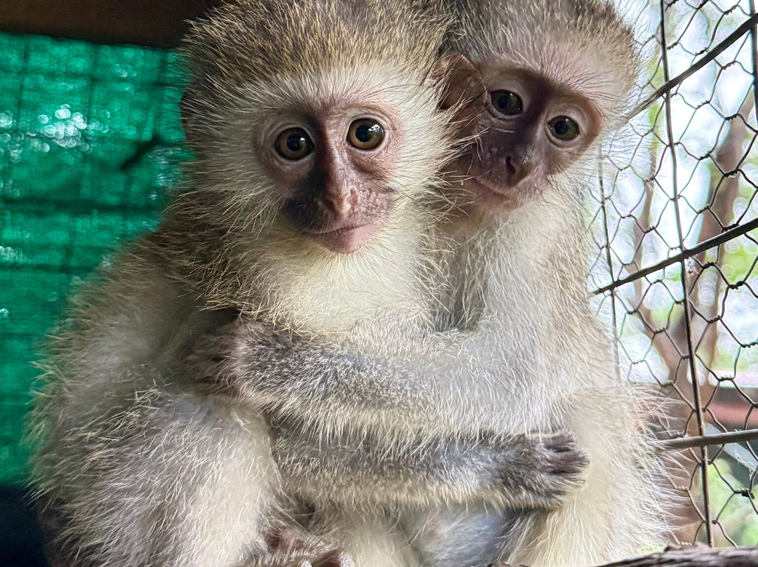 Vervet Monkey Foundation-参宁必去景点