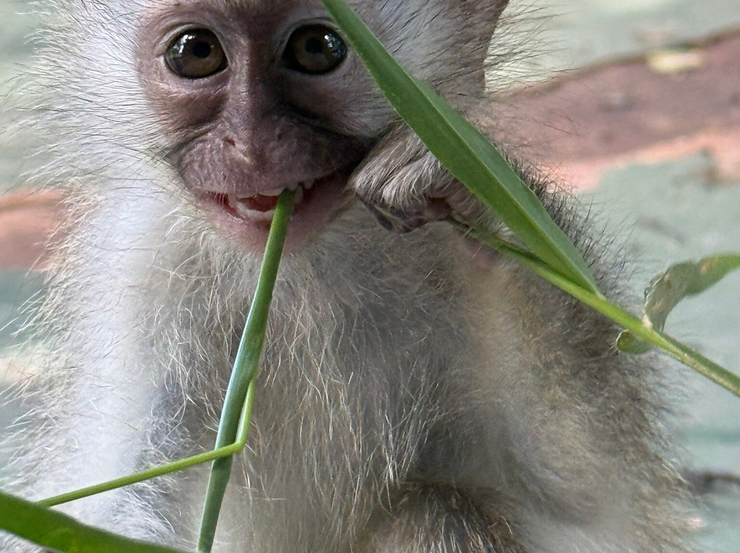 Vervet Monkey Foundation-参宁必去景点