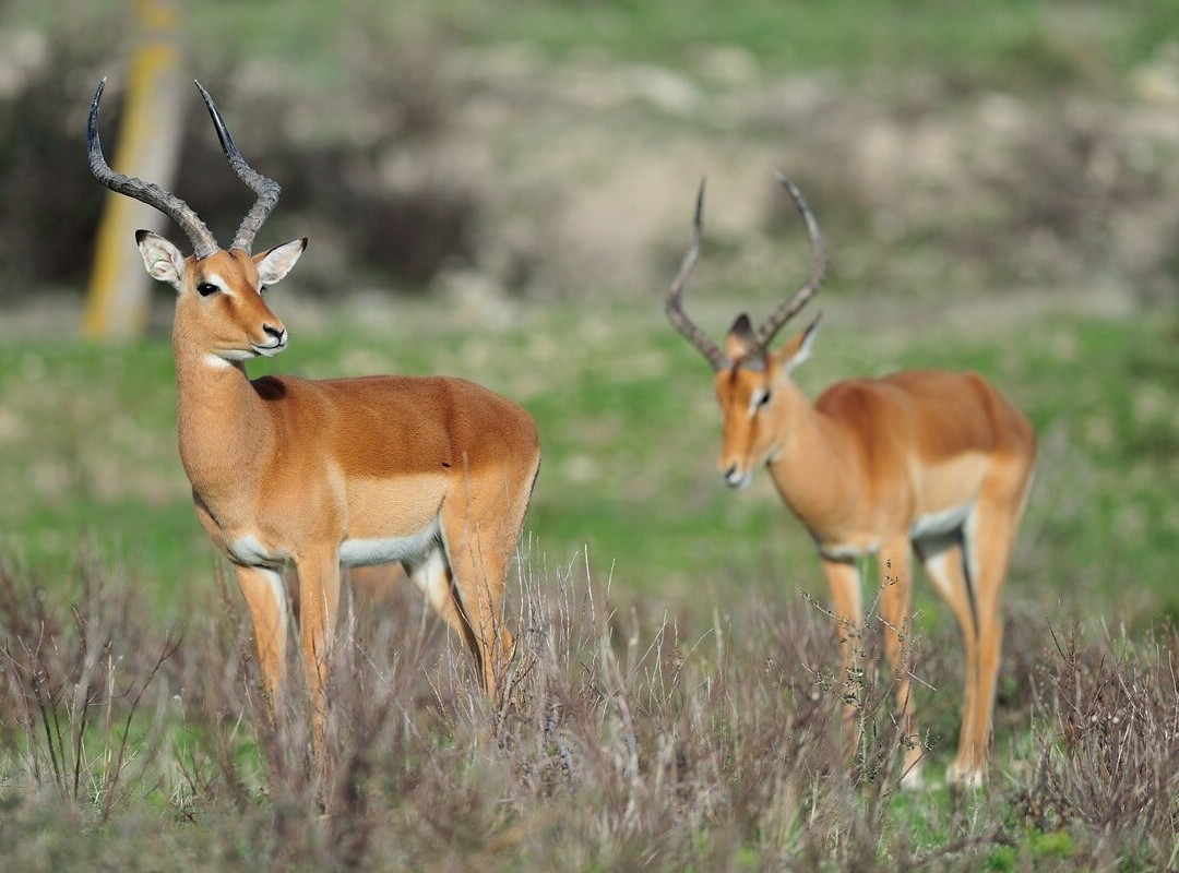 Akagera National Park-Eastern Province必去景点