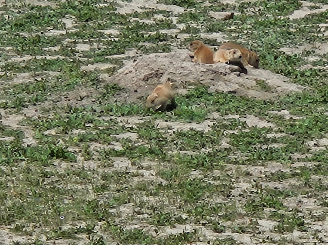 Roberts Prairie Dog Town-恶地国家公园必去景点