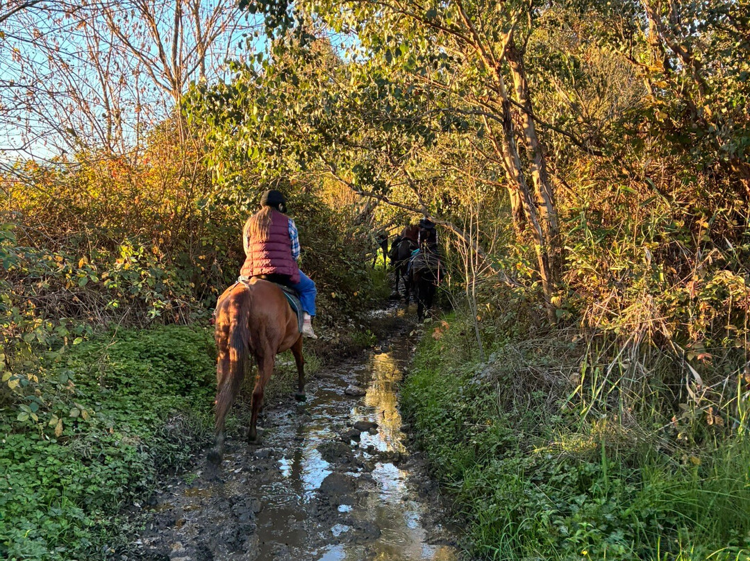 Bogong Horseback Adventures-Tawonga必去景点