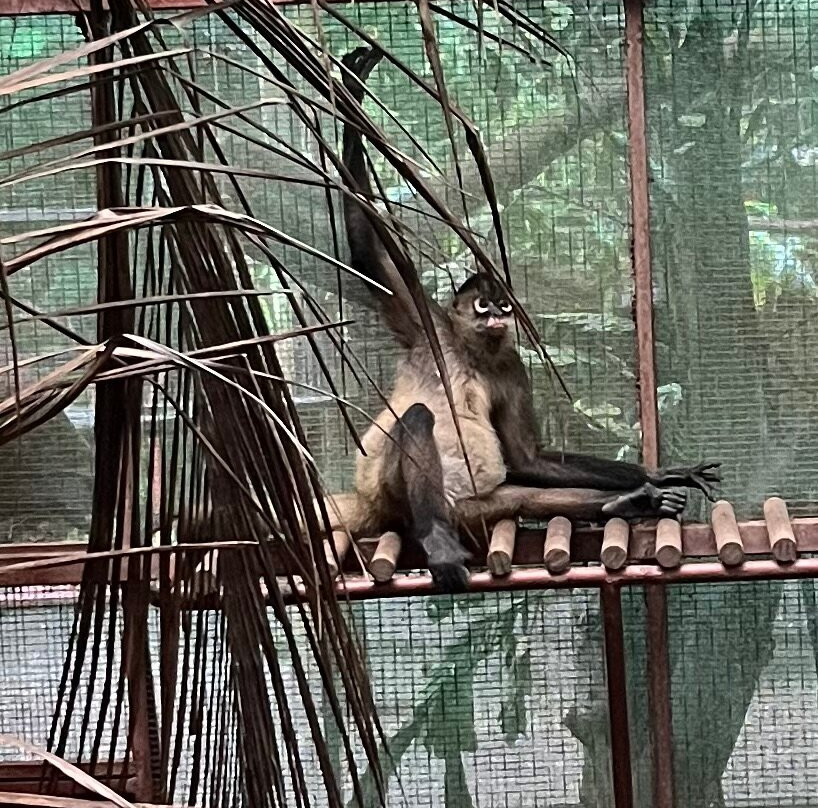 Jaguar Rescue Center-旧港必去景点