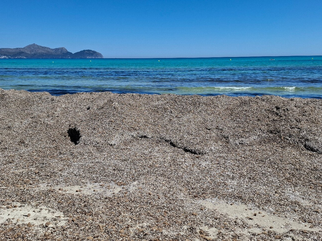 Playa de Ca'n Picafort-Ca'n Picafort必去景点