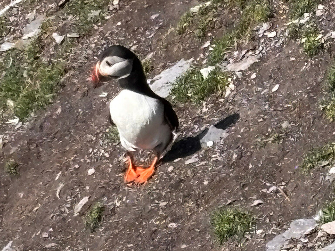 Skellig Falcon-Ballinskelligs必去景点