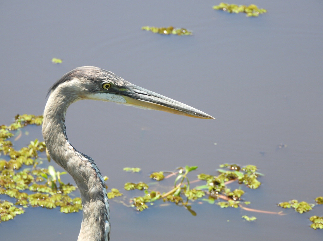 Savannah National Wildlife Refuge-Hardeeville必去景点
