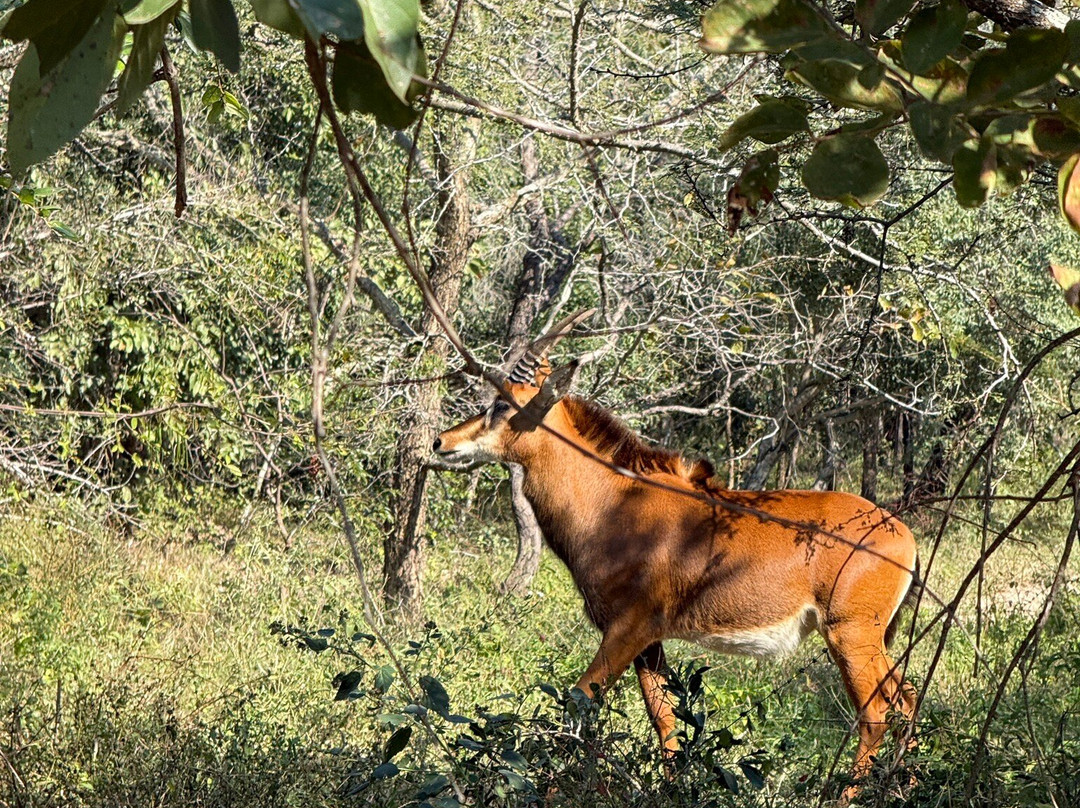 Hoedspruit Endangered Species Centre-霍德斯普鲁特必去景点