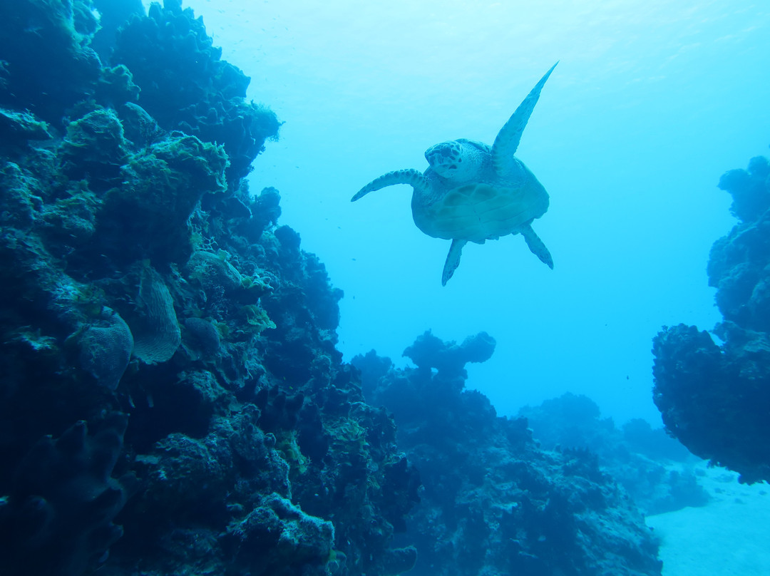 Only Blue Diving Dreams-Cockburn Town必去景点