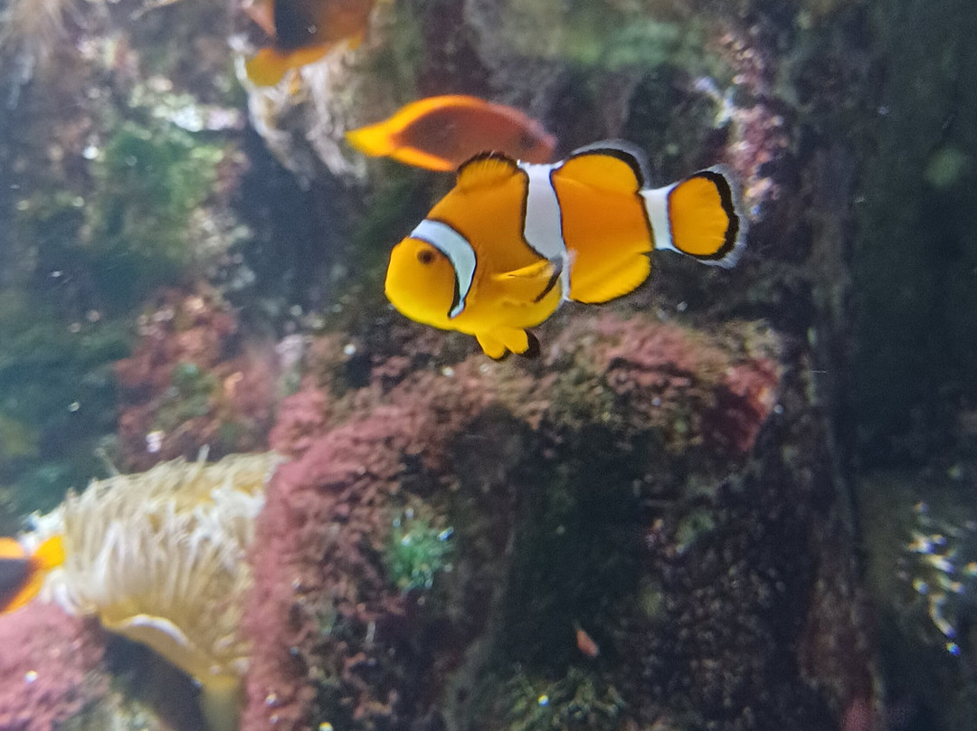 Aquarium La Rochelle-拉罗谢尔必去景点