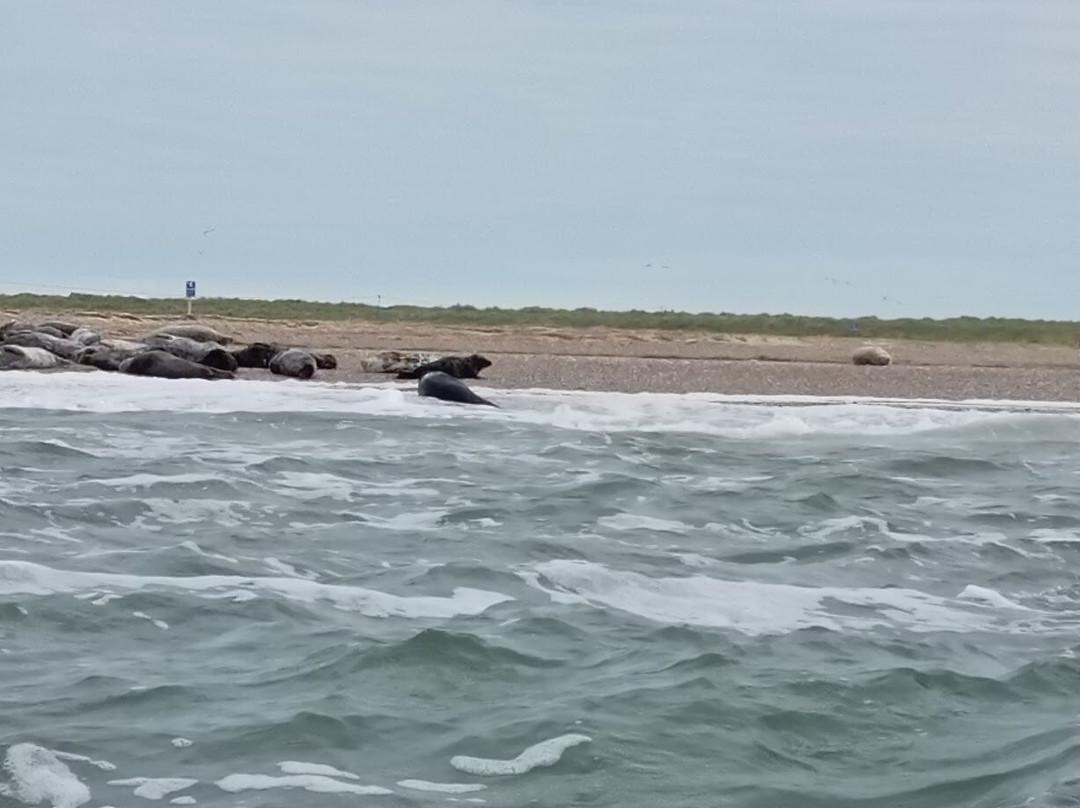 Ptarmigan Blakeney Point Seal Trips-布莱克尼必去景点