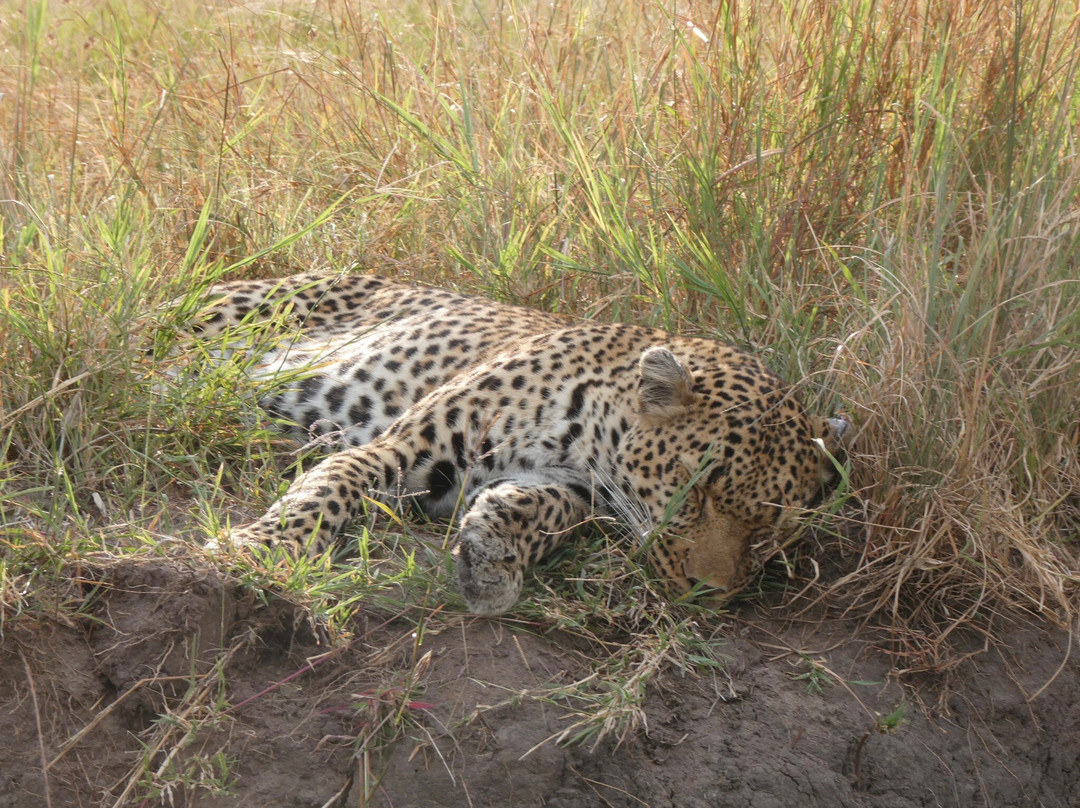 East Africa Adventure Tours and Safaris-马赛马拉国家野生动物保护区必去景点