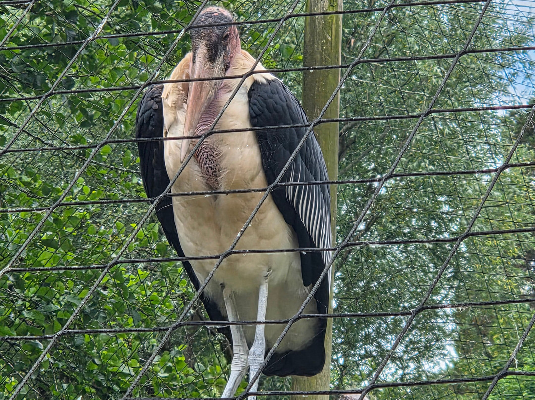 Paignton Zoo Environmental Park-佩恩顿必去景点