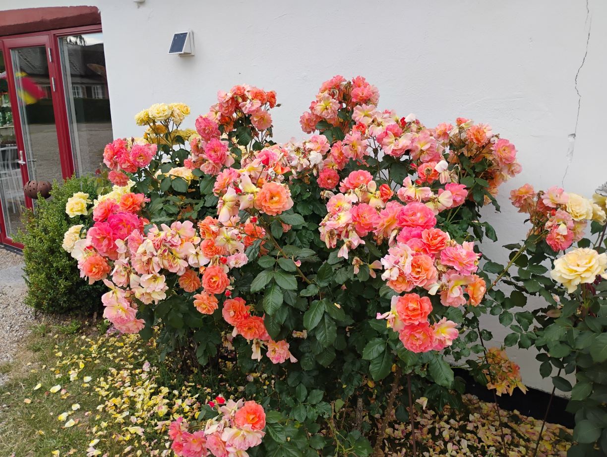 Peppinge Bed & Breakfast-旅行者