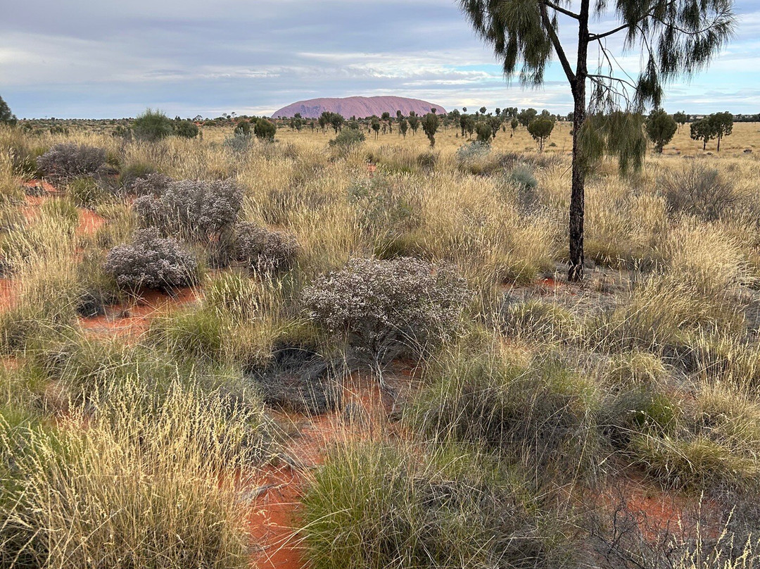 Uluru Camel Tours-尤拉拉必去景点