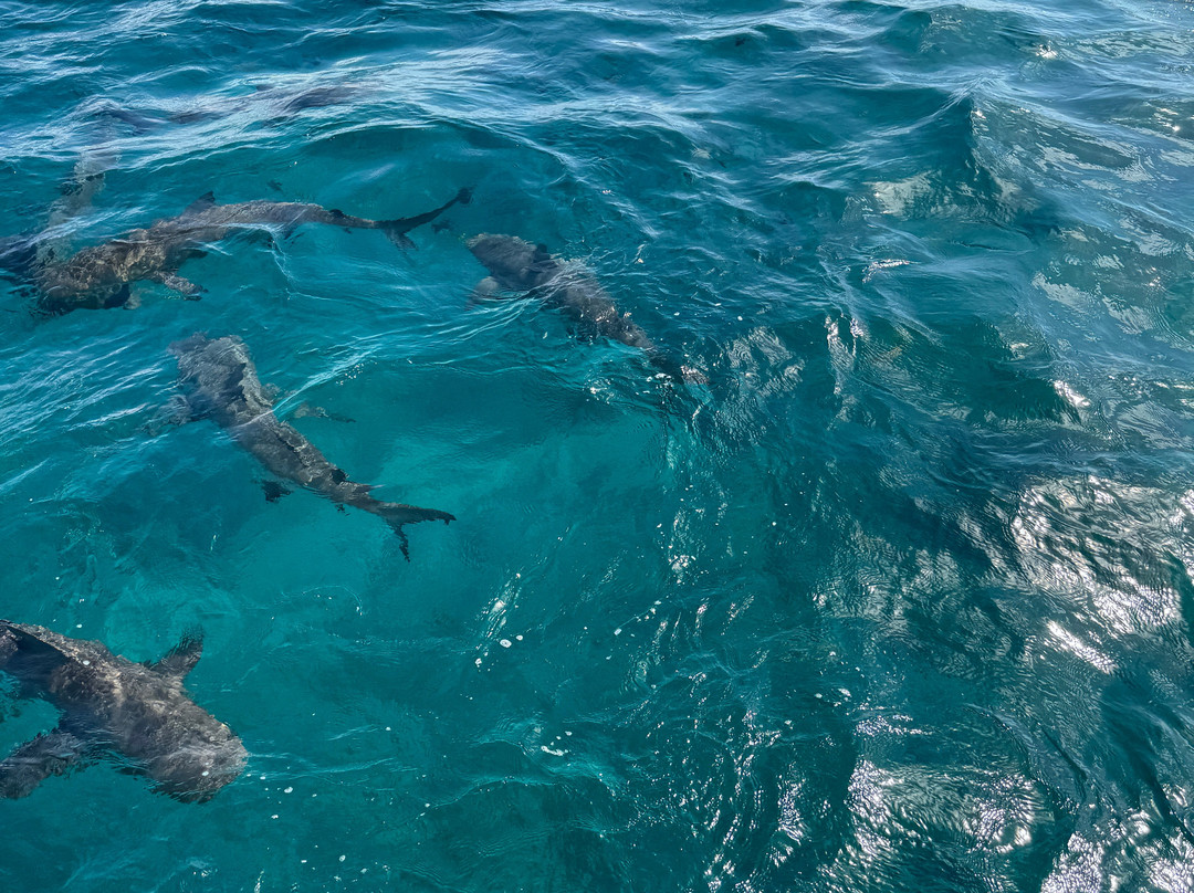 Neal Watson's Bimini Scuba Center-Alice Town必去景点