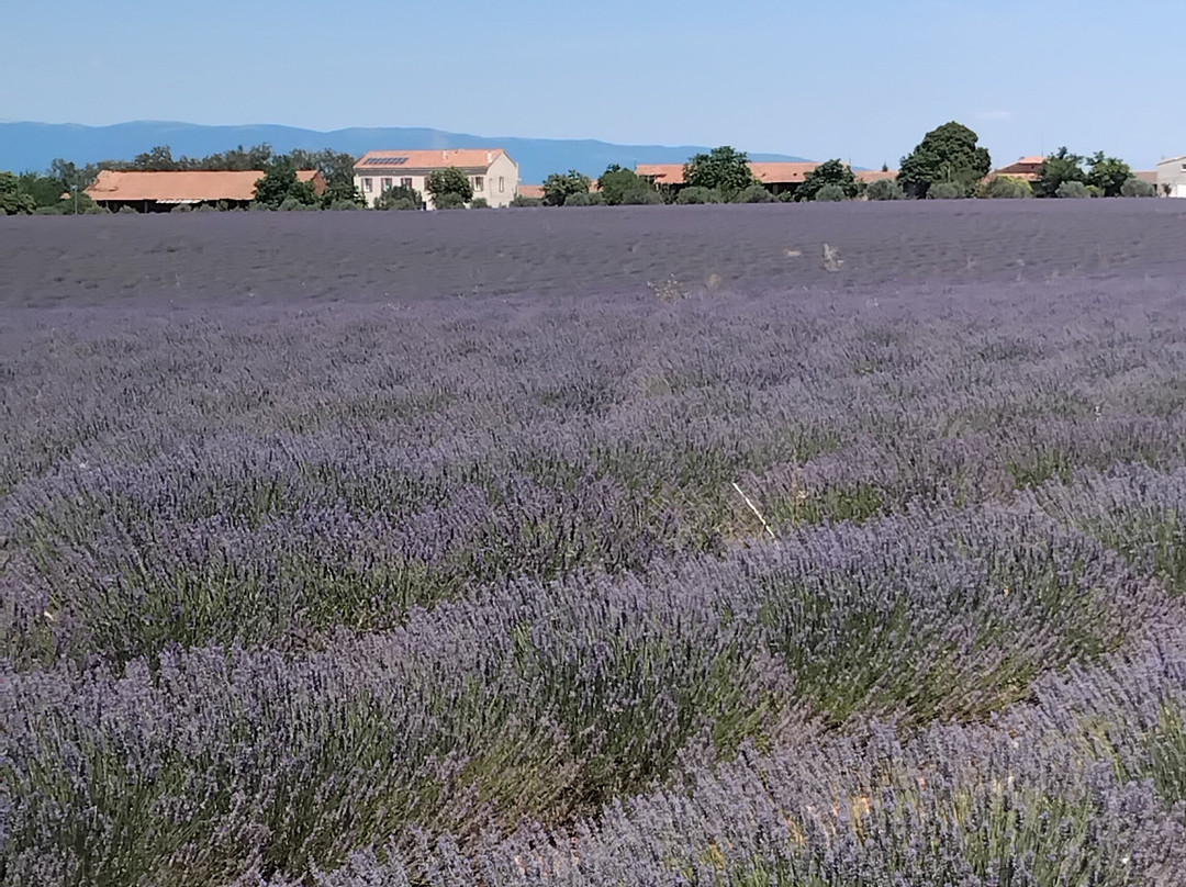 Plateau de Valensole-瓦朗索勒必去景点