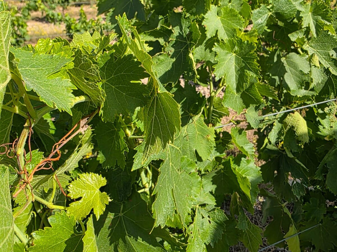 Domaine APRONIE-Marigny-le-Chatel必去景点