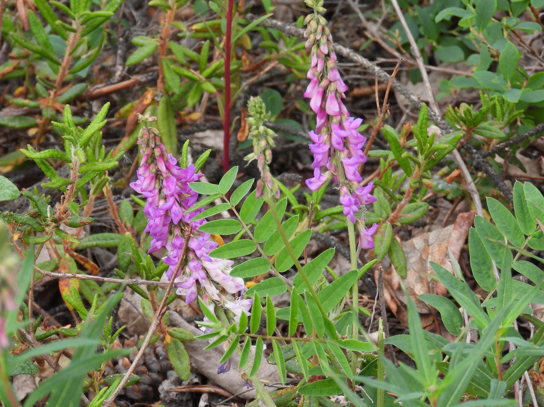 Denali National Park-阿拉斯加必去景点