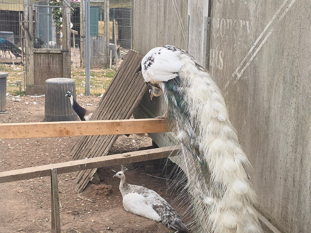 Peacocks Uk-Kempsey必去景点