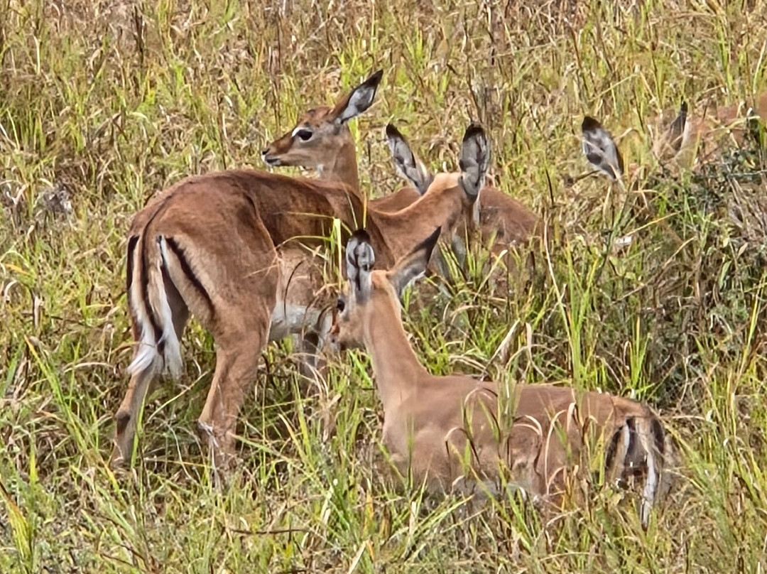 Robert Safaris Adventure Day Excusions-乌库达必去景点
