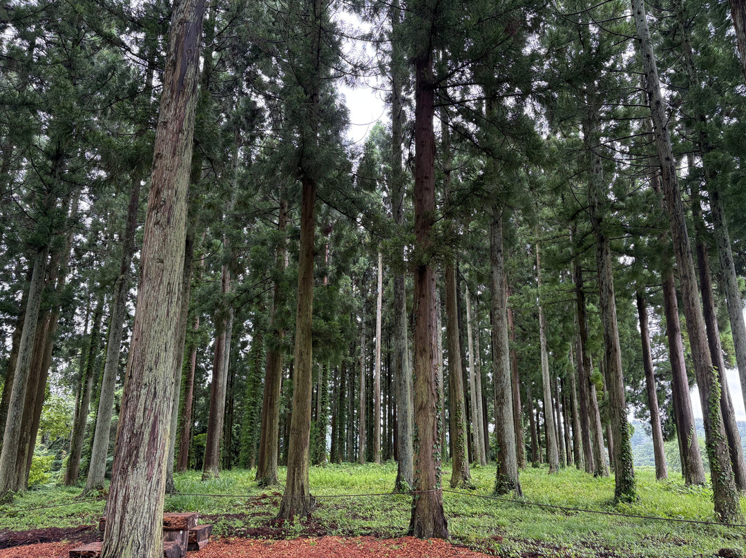 Tottori Hanakairo-Flower Park-南部町必去景点
