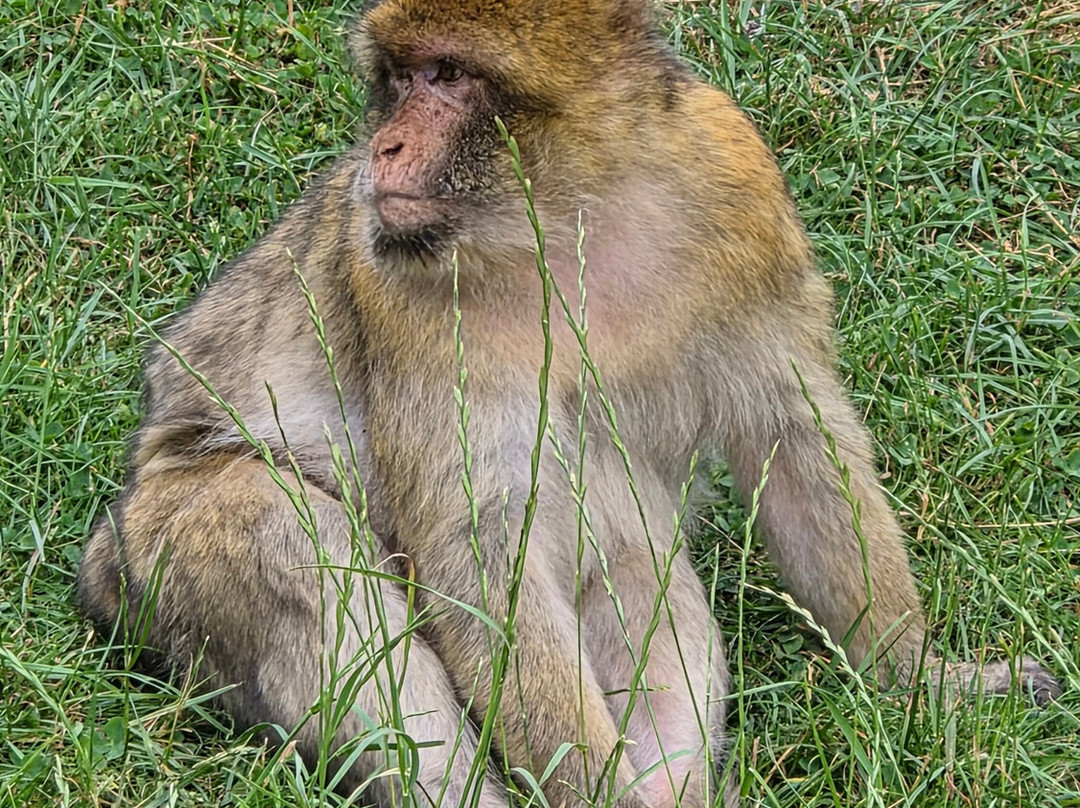 Trentham Monkey Forest-特伦特河畔斯托克必去景点
