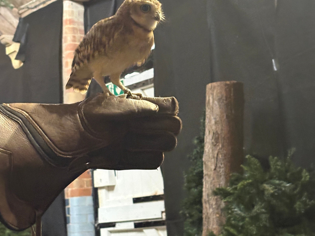 Cotswold Falconry Centre-莫顿因马什必去景点