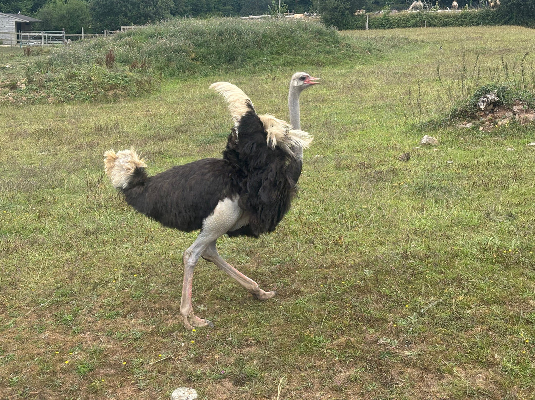 Manor Wildlife Park-St. Florence必去景点