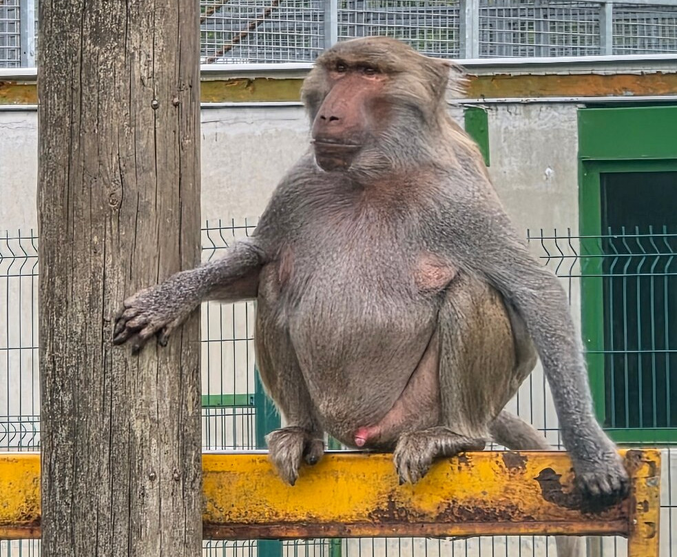 Wales Ape and Monkey Sanctuary-Abercraf必去景点